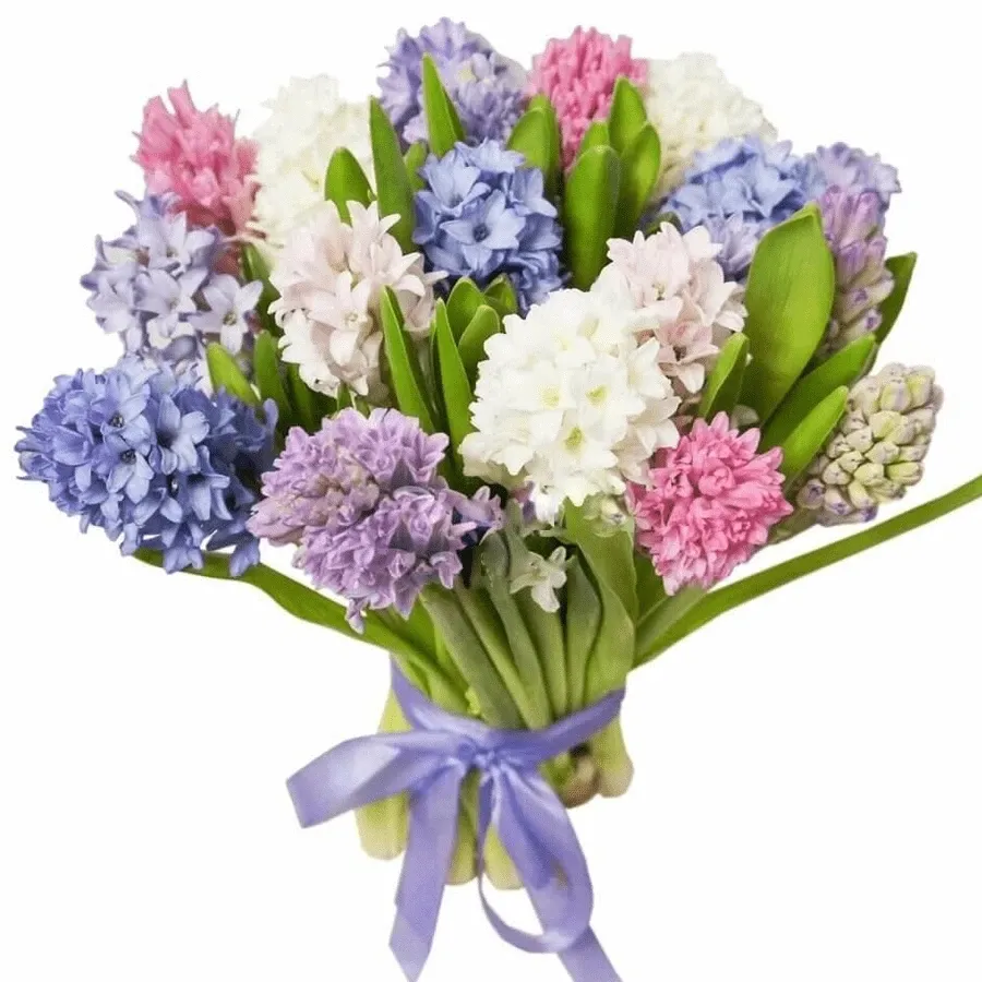Гиацинт микс